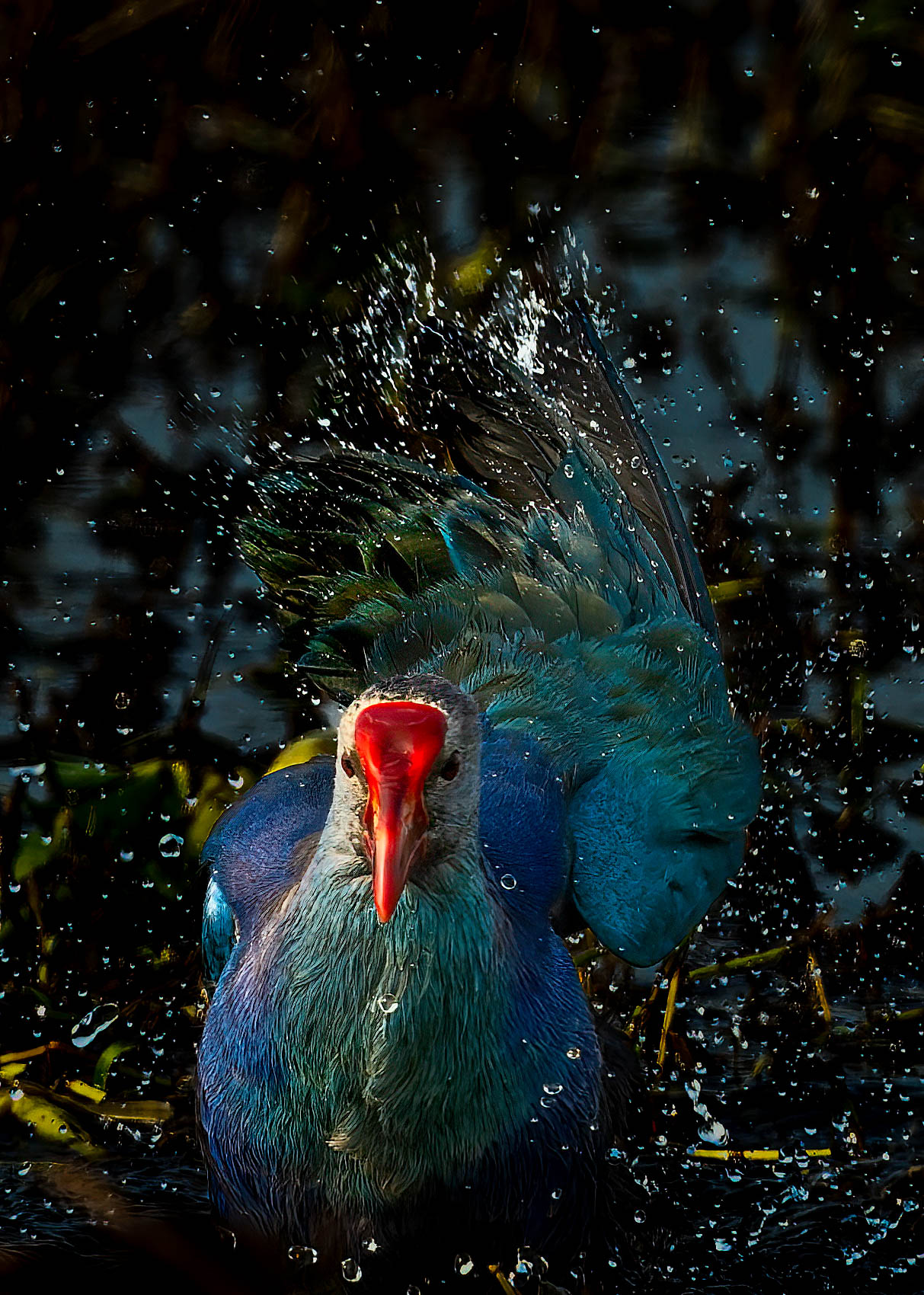 Purple Swamphen