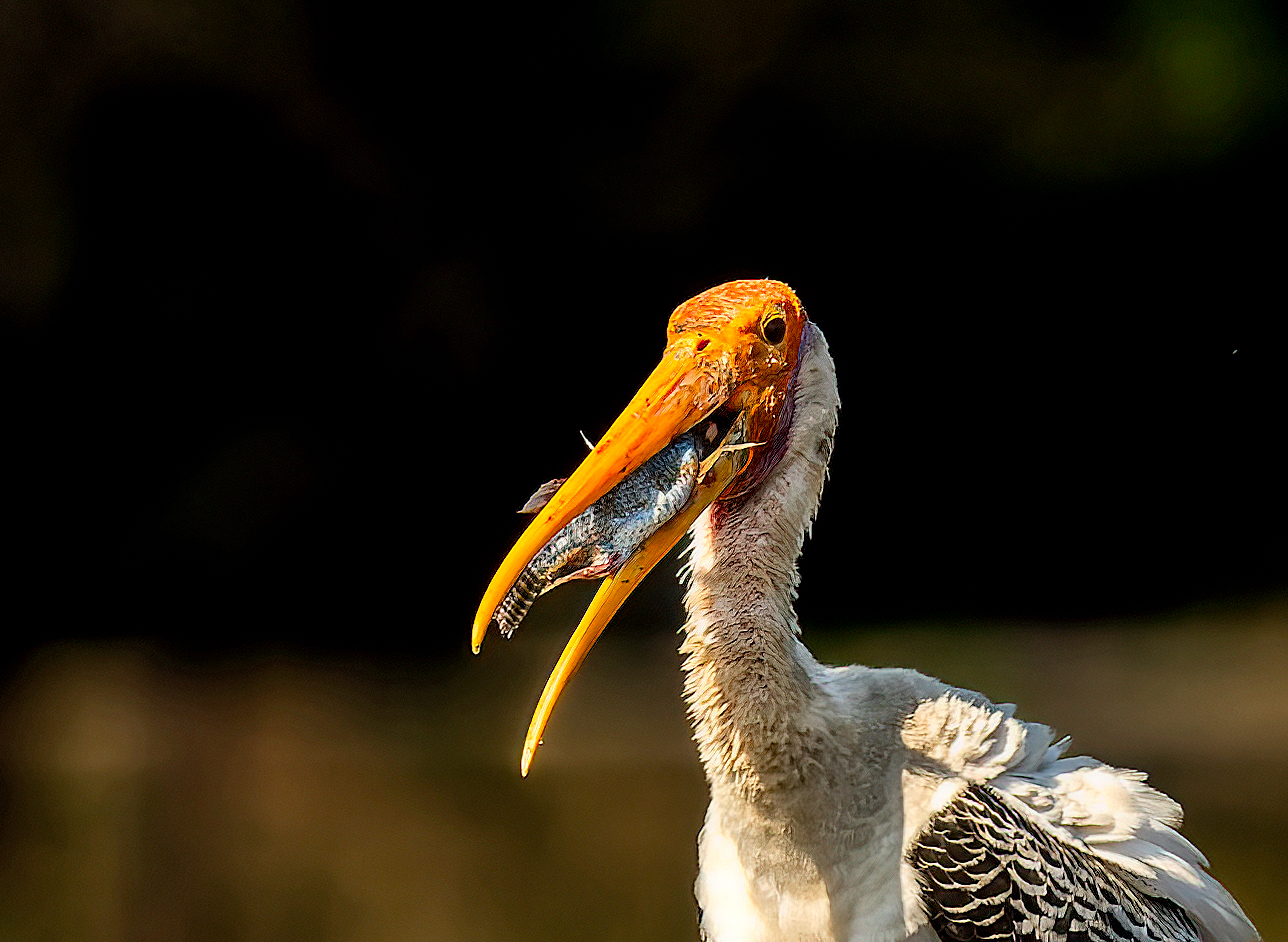 Painted Stork