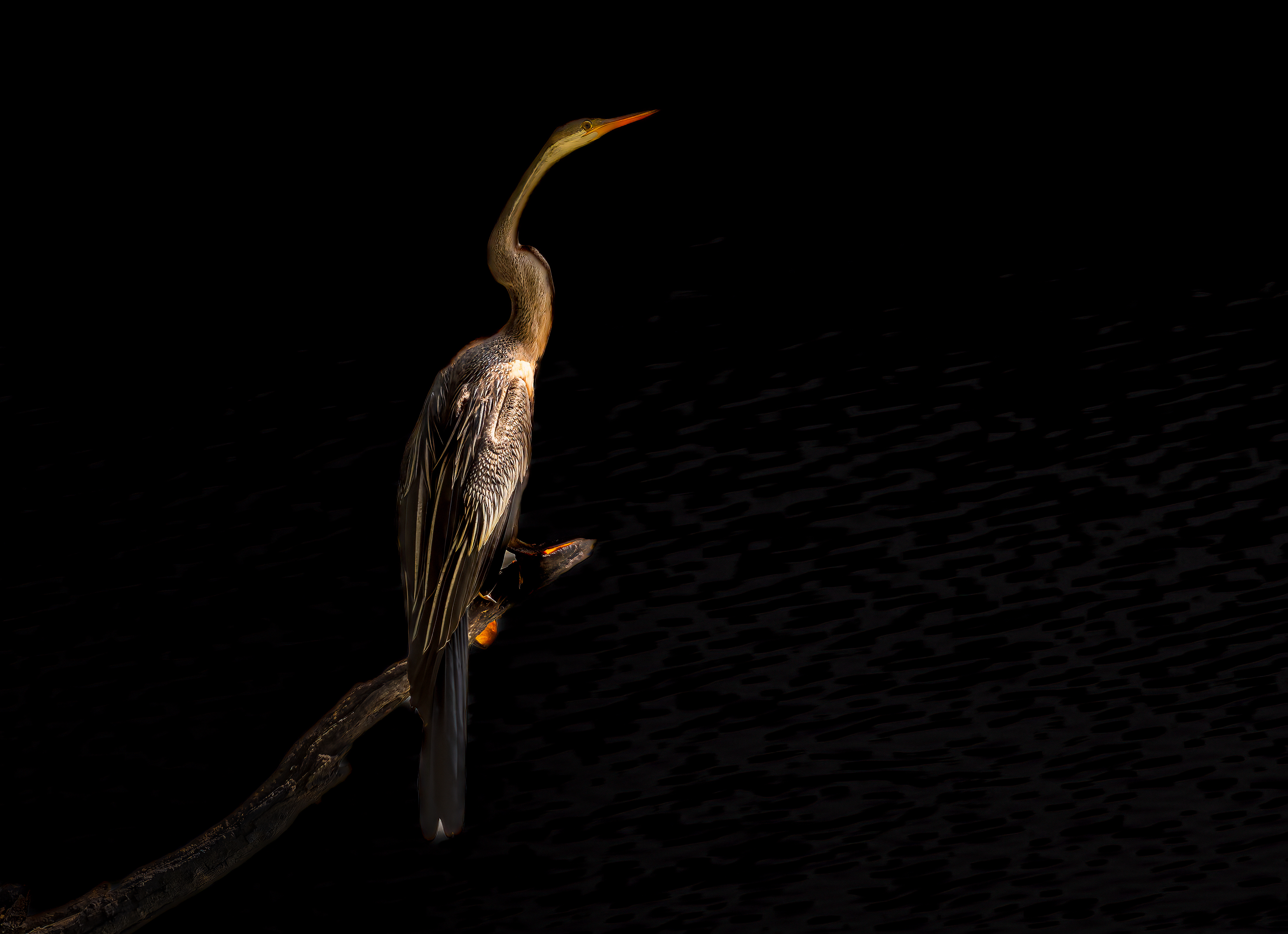 Oriental Darter